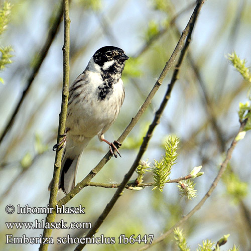 Reed Bunting Rohrammer Bruant roseaux Escribano Palustre