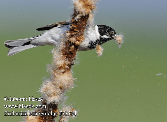 Emberiza schoeniclus fb6504