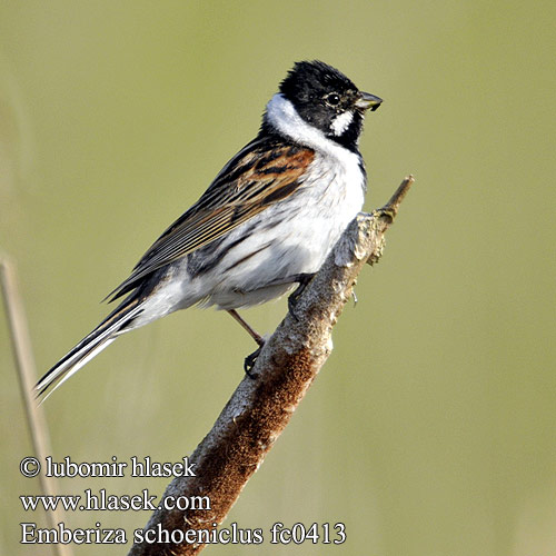 Emberiza schoeniclus fc0413