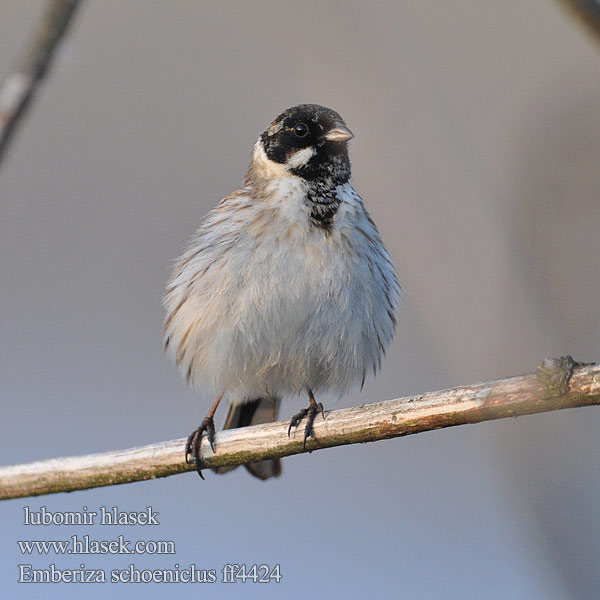 Emberiza schoeniclus ff4424