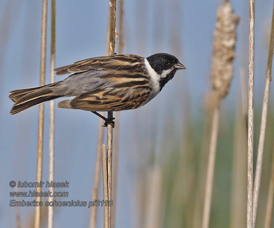 Sivspurv Sävsparv 芦鹀 Камышевая овсянка Emberiza schoeniclus