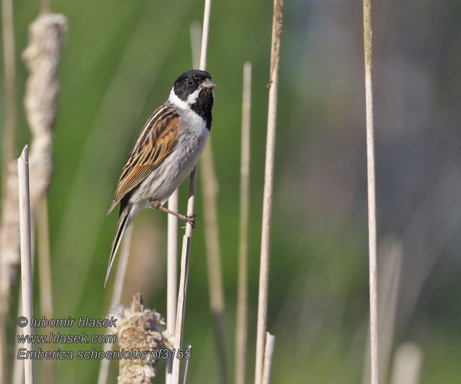 Strnad rákosní Emberiza schoeniclus