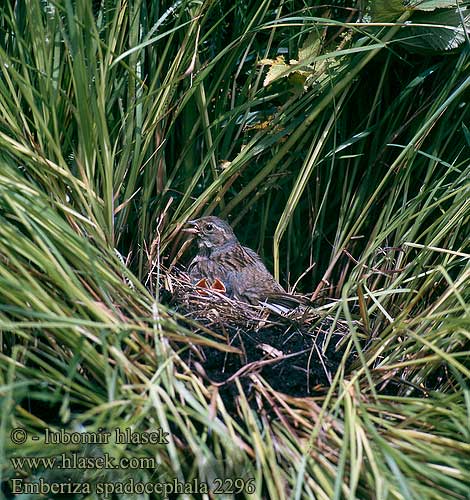 Emberiza spodocephala Black-faced Bunting Maskenammer Bruant masqué Escribano Enmascarado Strnad olivový 灰头鹀 Овсянка седоголовая アオジ 촉새