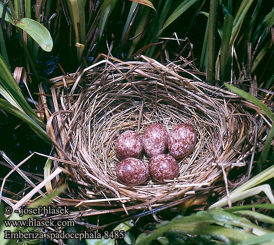 Bruant masqué Escribano Enmascarado Strnad olivový 灰头鹀 Овсянка седоголовая アオジ 촉새 Emberiza spodocephala Black-faced Bunting Maskenammer