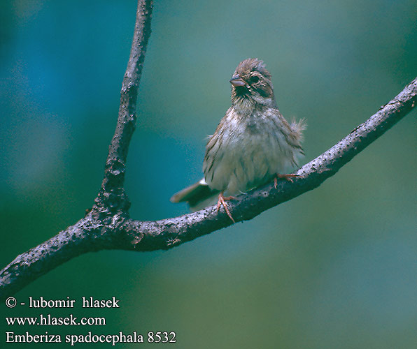 灰头鹀 Овсянка седоголовая アオジ 촉새 Emberiza spodocephala Black-faced Bunting Maskenammer Bruant masqué Escribano Enmascarado Strnad olivový