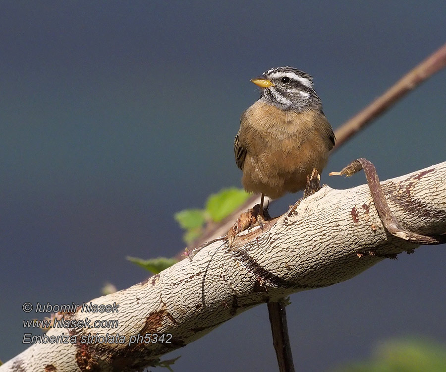 Emberiza striolata Kalliosirkku Bruant striolé Sivatagi sármány Zigolo striolato