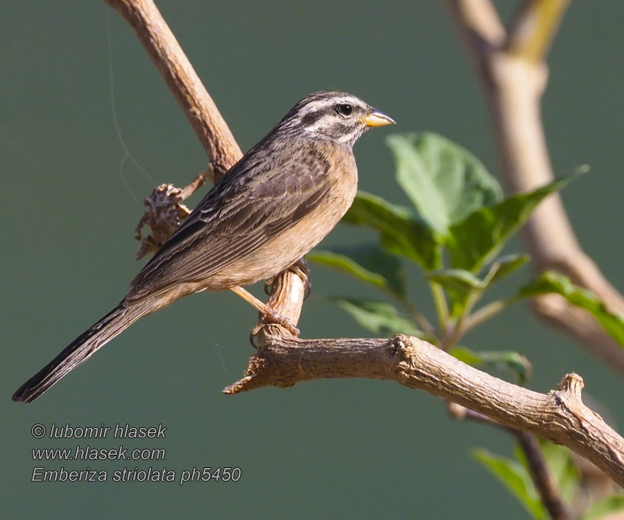 Emberiza striolata Stribet Værling Striated Bunting Escribano Estriado