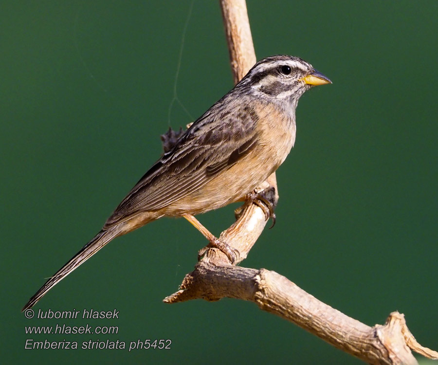 Emberiza striolata 黑纹鹀 Strnad pruhovaný Wüstenammer