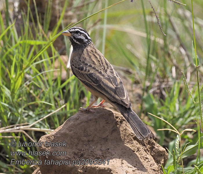 Emberiza tahapisi Fringillaria 朱胸鹀  Strnad skalní Bergammer