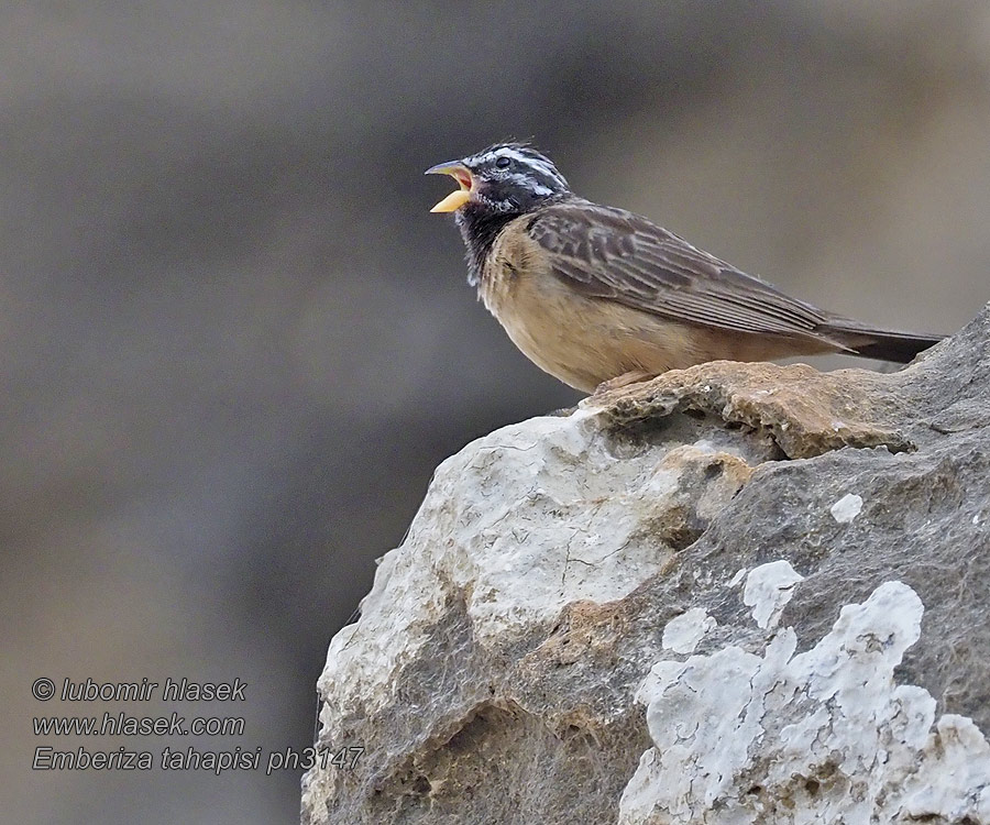 Emberiza tahapisi