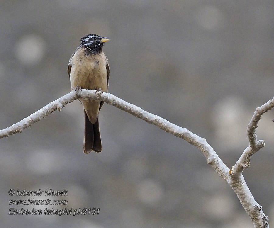 Emberiza tahapisi