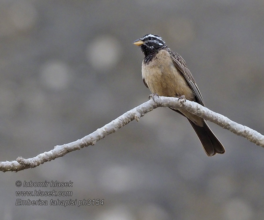 Emberiza tahapisi