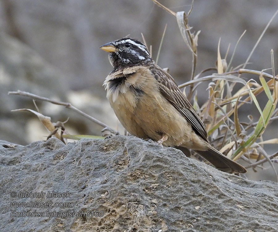 Klipstreepkoppie Emberiza tahapisi