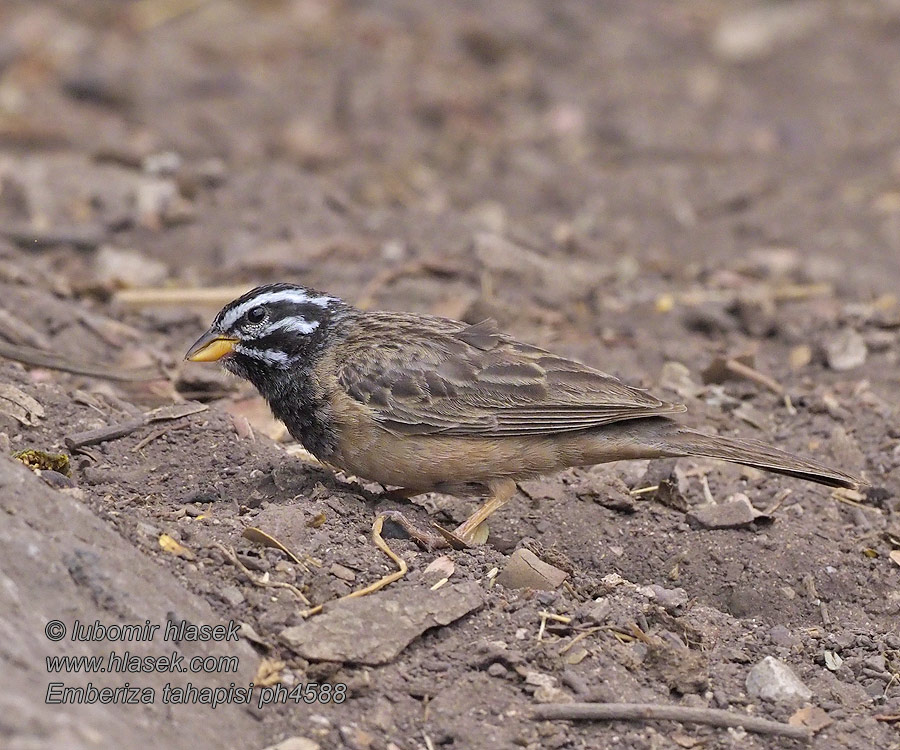 Strnádka škoricová Emberiza tahapisi