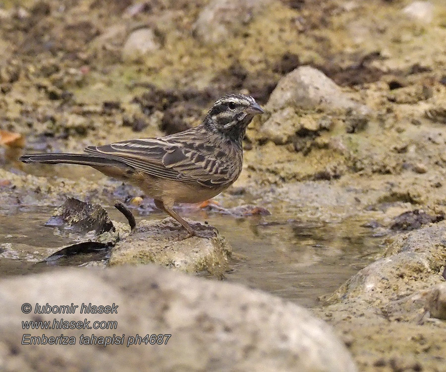 Каштановая овсянка zebrasparv Emberiza tahapisi