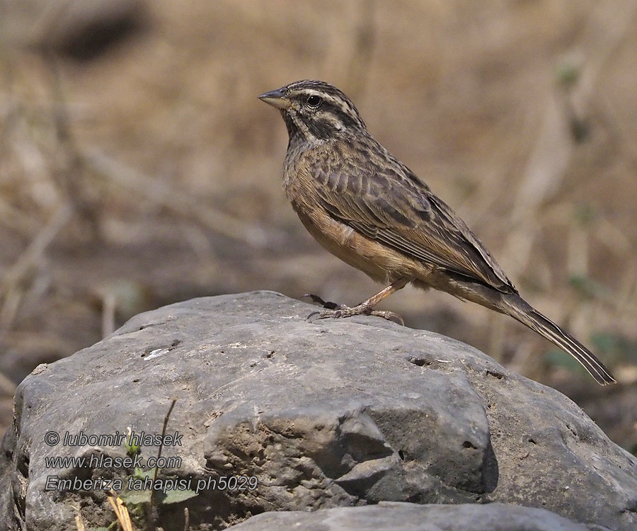 Trznadel cynamonowy Emberiza tahapisi