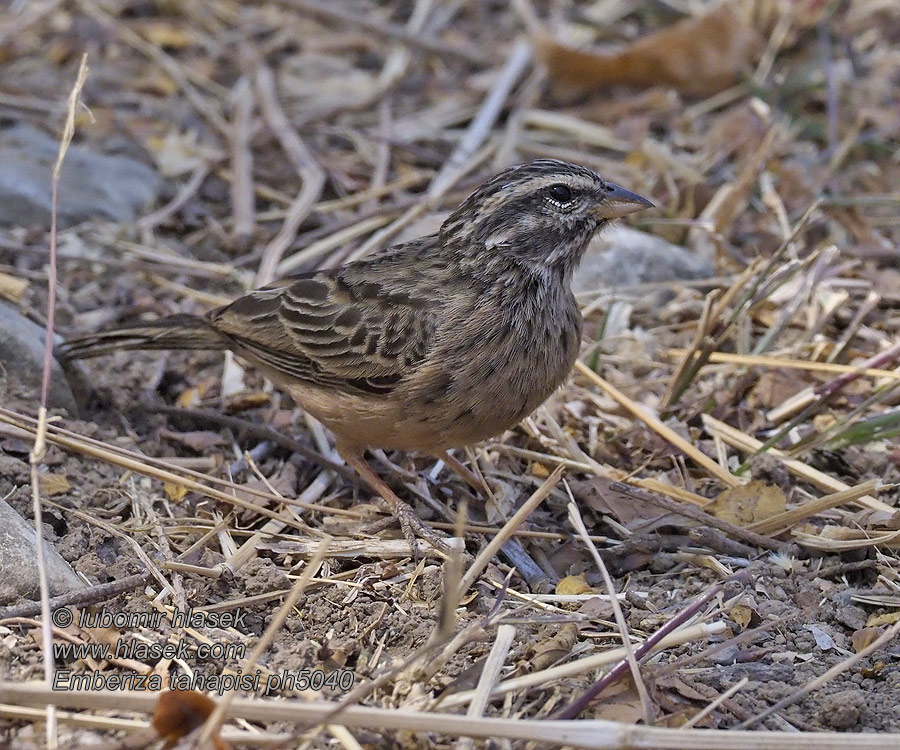 Zevenstrepengors Emberiza tahapisi