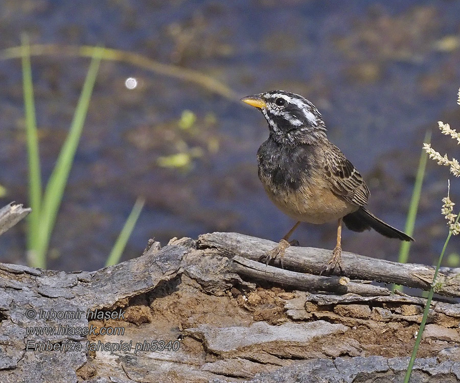 ナナスジホオジロ Emberiza tahapisi