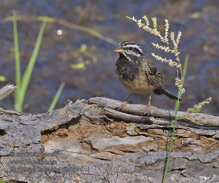 Zigolo pettocannella Emberiza tahapisi