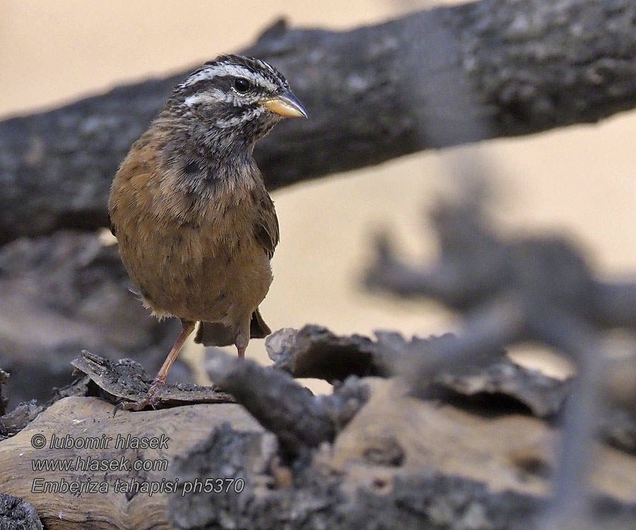 Bruant cannelle Emberiza tahapisi