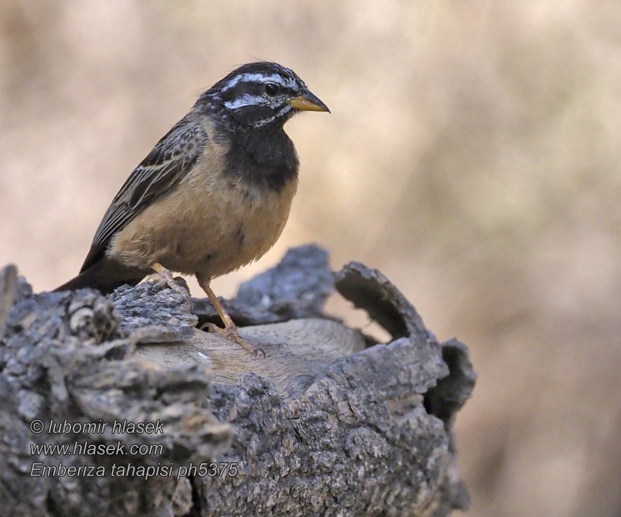 Escribano canelo Emberiza tahapisi