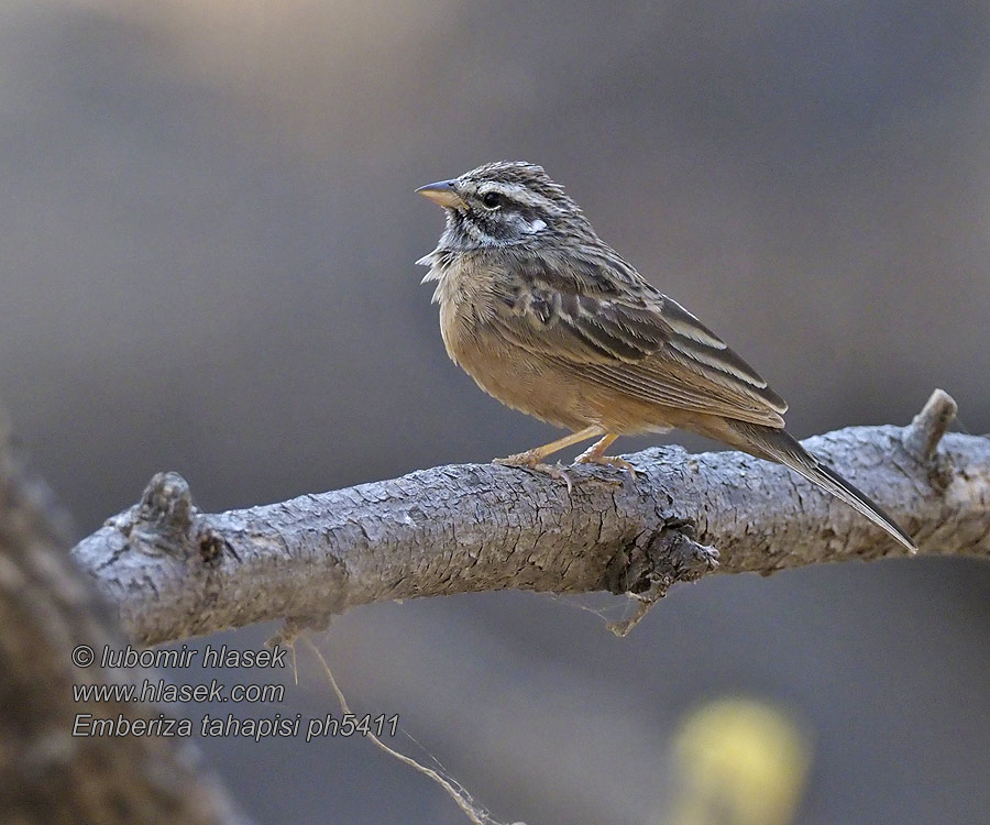 Cinnamon-breasted bunting Emberiza tahapisi