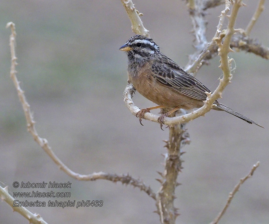 Bergammer Afrikansk Emberiza tahapisi