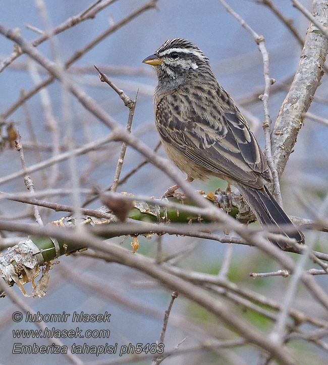 Strnad skalní Emberiza tahapisi