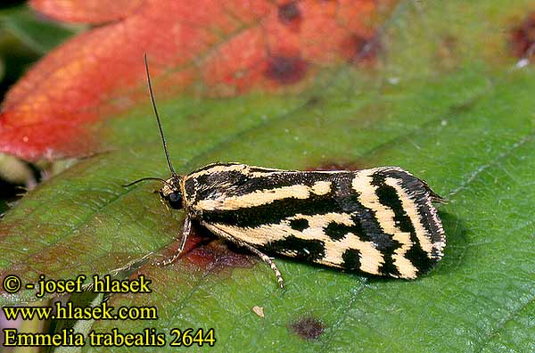 Emmelia trabealis Spotted Sulphur Arlequinette jaune