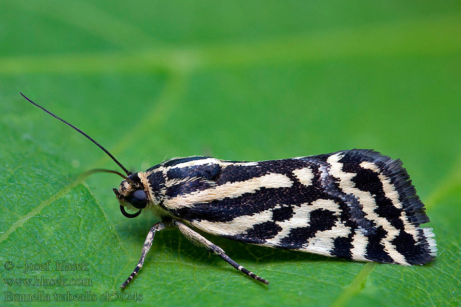 Arlequinette jaune Emmelia trabealis Acontia