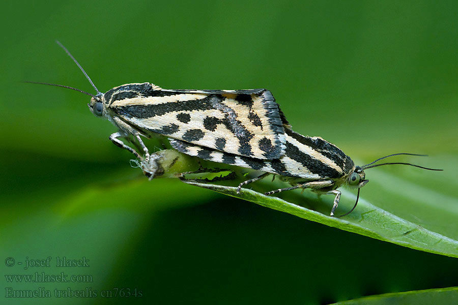 Zebrabagoly Emmelia trabealis Acontia