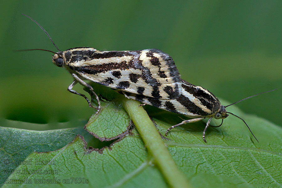 Morička pupencová Emmelia trabealis Acontia