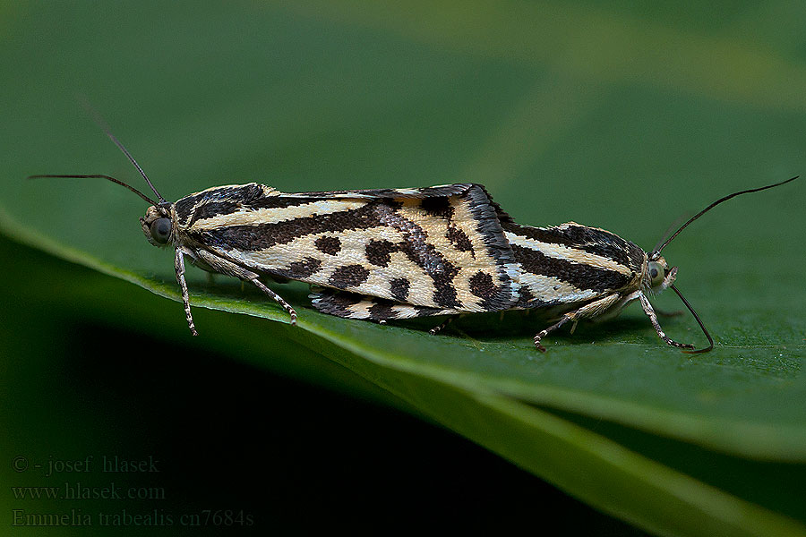 Spotted Sulphur Emmelia trabealis Acontia