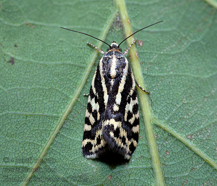 Polnica szachowniczka Ackerwinden-Motteneulchen Emmelia trabealis