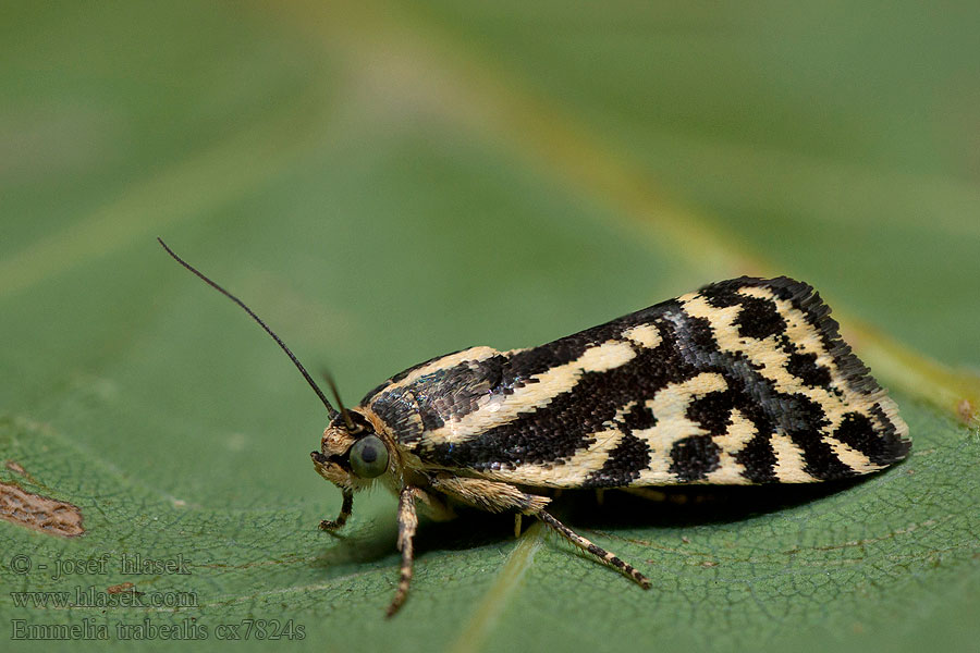 Arlequinette jaune Zebrabagoly Morička pupencová Emmelia trabealis