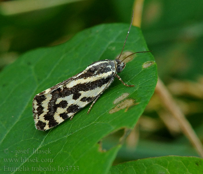 Emmelia trabealis Spotted Sulphur