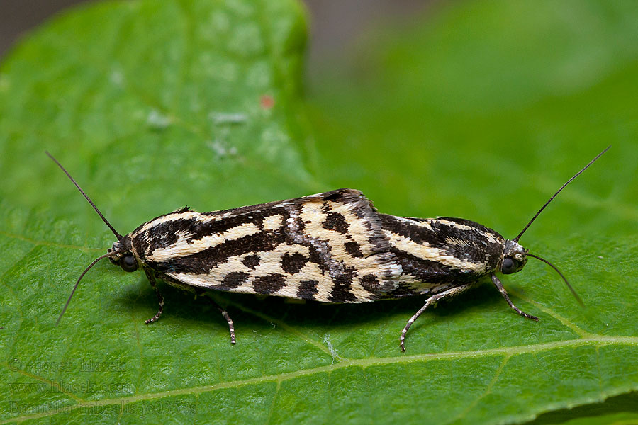 Acontia Spotted Sulphur Emmelia trabealis