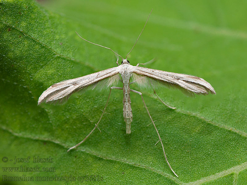 Emmelina monodactyla Piórolotek zwyczajny Windevedermot