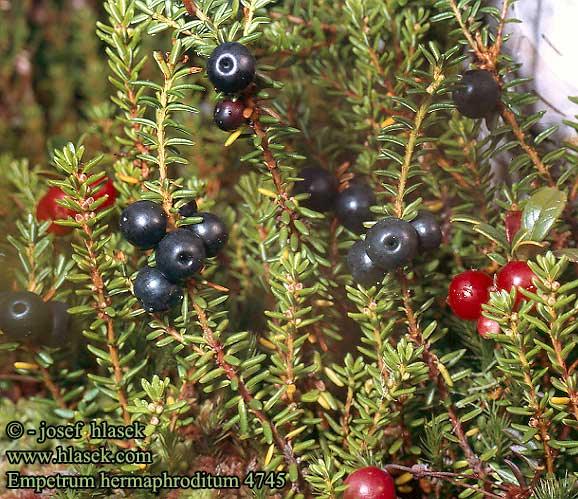 Empetrum hermahroditum Northern mountain crowberry Fjeldrevling