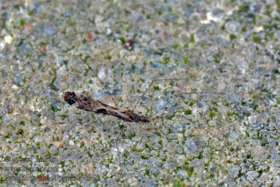 Empicoris culiciformis Zákeřnice komáří