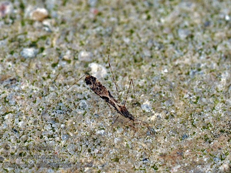 Empicoris culiciformis Komarek wysmukły Breedgeringde muggenwants