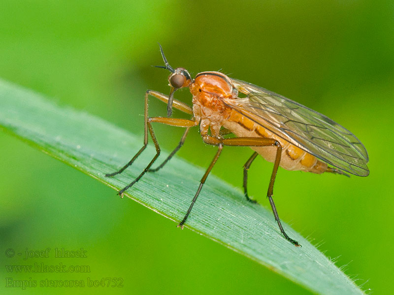 Rotbraune Tanzfliege Empis stercorea