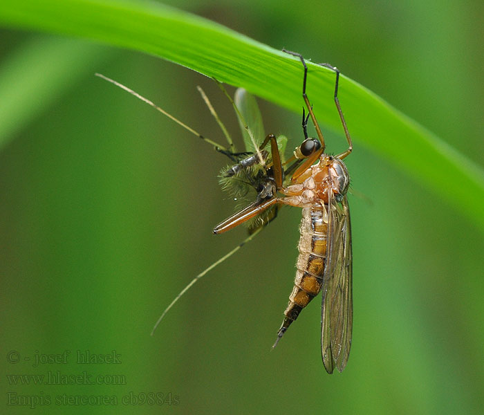 Empis stercorea