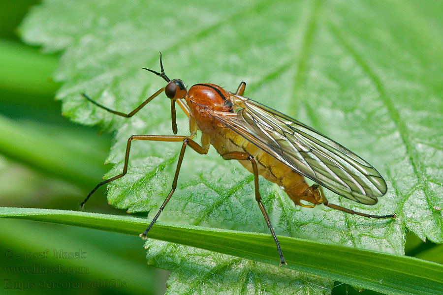 Empis stercorea Gewone eenstreepdansvlieg