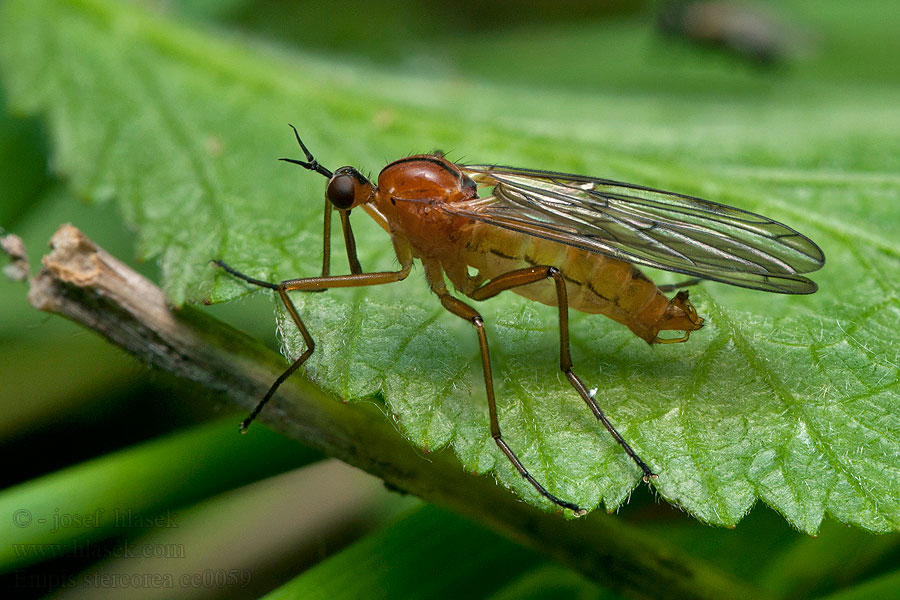 Empis stercorea Rotbraune Tanzfliege