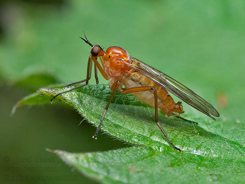 Empis stercorea Rotbraune Tanzfliege Gewone eenstreepdansvlieg