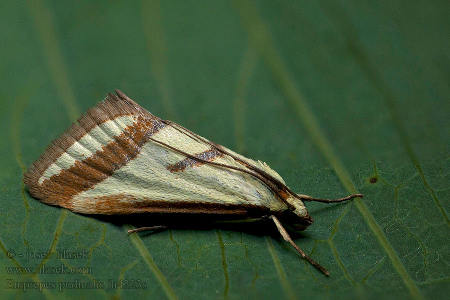 Emprepes pudicalis