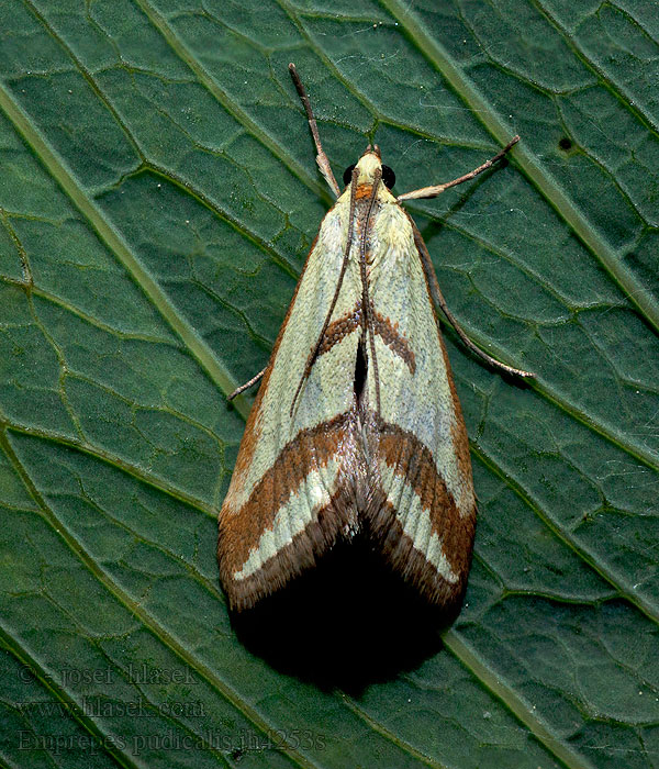 Emprepes pudicalis