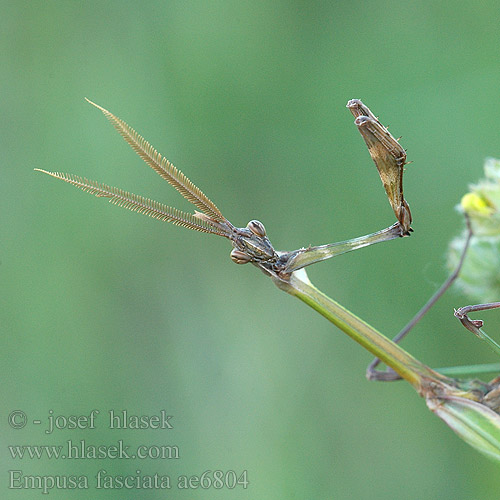 Empusa fasciata kudlanka jižní Емпуза смугаста Modliszka rogata