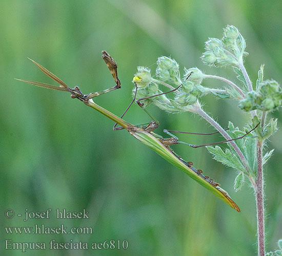 Empusa fasciata Modliszka rogata Эмпуза полосатая